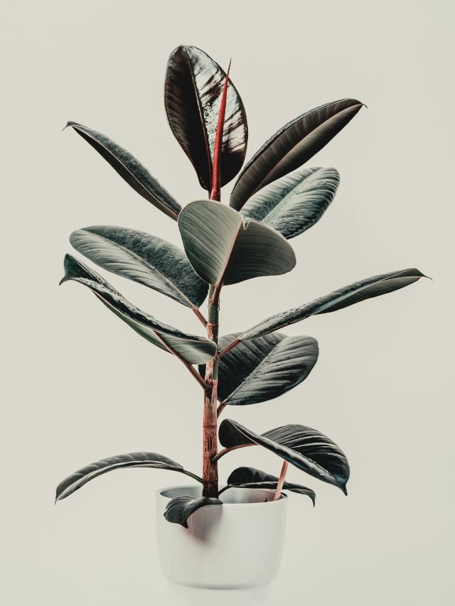 10 Best Indoor Plant For Your Home