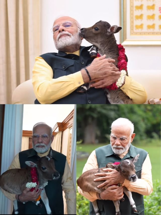 PM Narendra Modi Welcome Cow Calf At His Residence